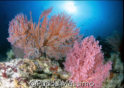 gangaa resort north sulawesi nikon f90x 16mm fish eye by Puddu Massimo 